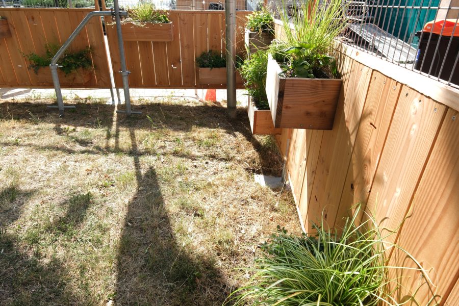 2025-07-02 Wijnbeplantsoen, Utrecht-9