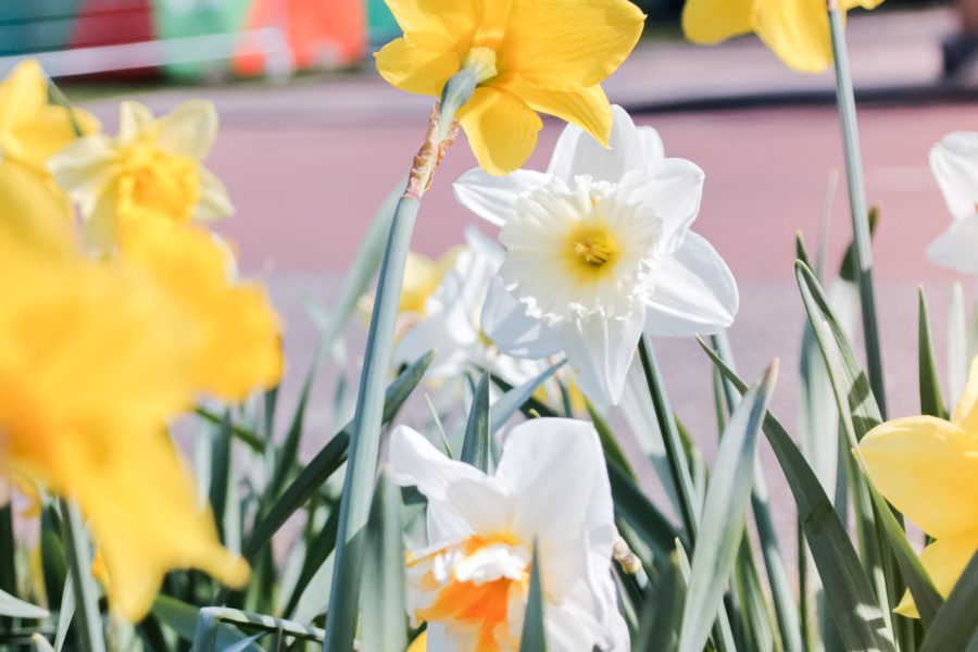 groenebouwhekken_groeneveen-19