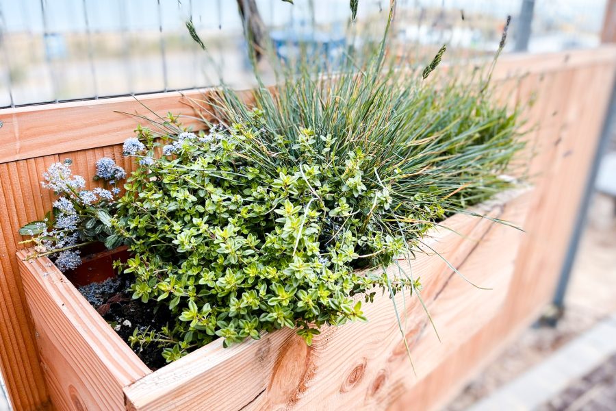 groenebouwhekken_nieuwkijkduin_maatwerk-56